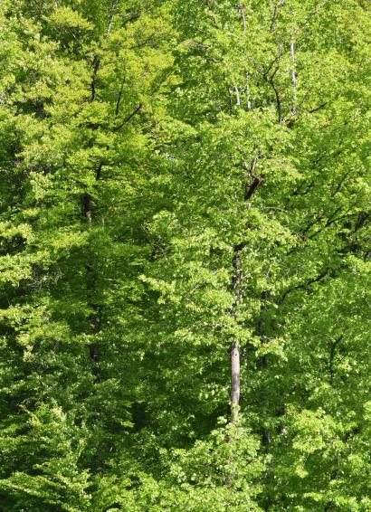 Föhren auf dem Hundsmattrücken