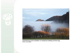 Loueler Bott November 2018