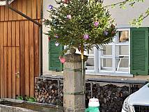 Maibaum 2018 beim Vorstattbrunnen