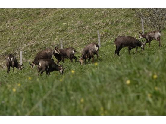 Gamsrudel beim Geissberg