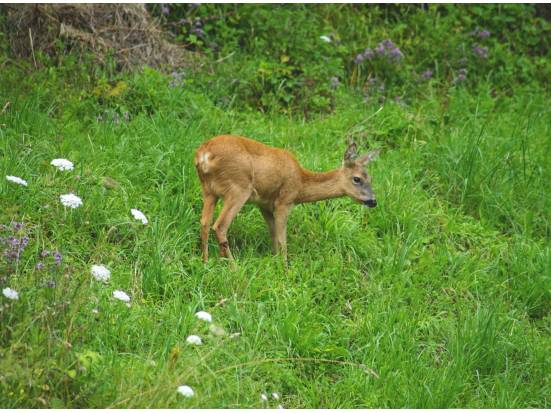 junges Reh