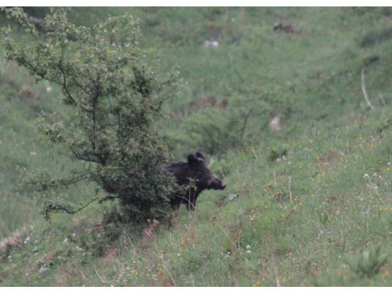 Wildschwein bei der Hundsmatt